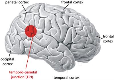 Neuro-functional modeling of near-death experiences in contexts of altered states of consciousness